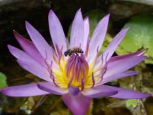 Psychic Readings Flower and Bee